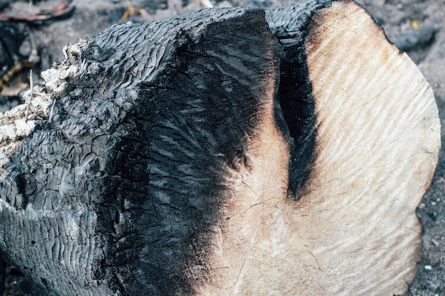 Textura de madera quemada, carbones. Consecuencias de un incendio forestal.