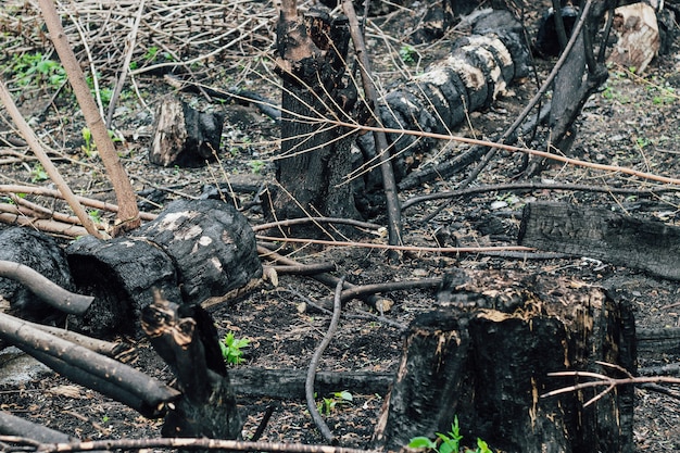 Textura de madera quemada, carbones. Consecuencias de un incendio forestal.