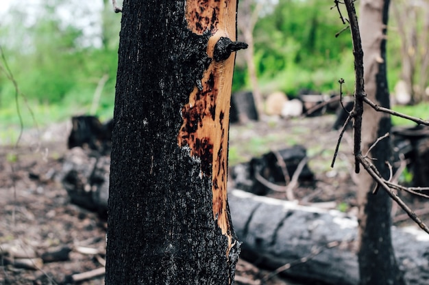 Textura de madera quemada, carbones. Consecuencias de un incendio forestal.