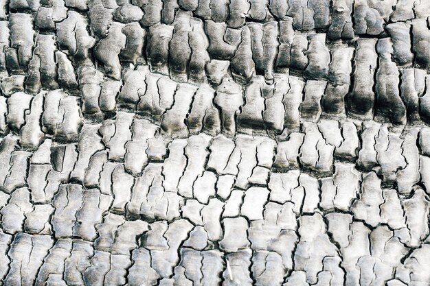 Textura de madera quemada, carbones. Espacio para texto.