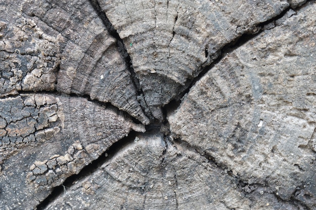 Textura de madera del tronco de árbol cortado