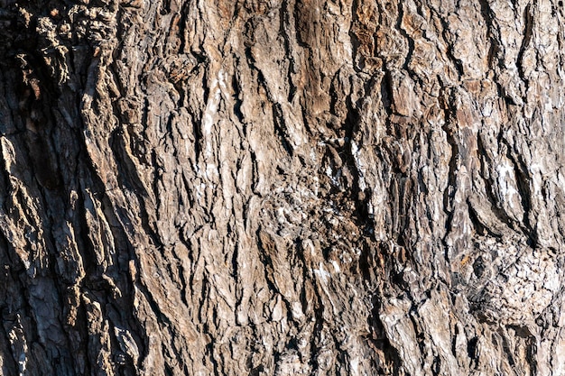 textura de madera, tronco de árbol viejo