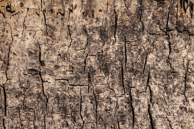 Textura de madera vieja de cerca