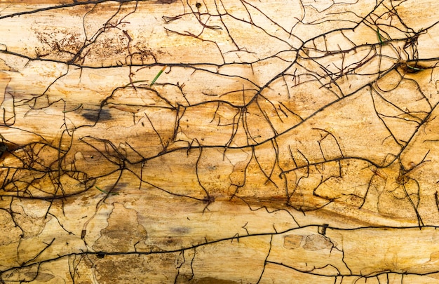 Textura de madera vieja, colores marrón