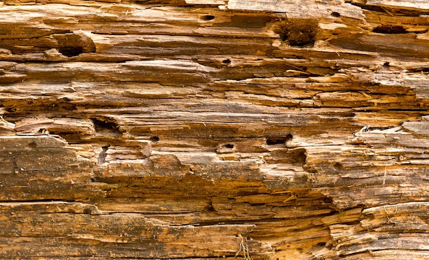 Textura de madera vieja, colores marrón