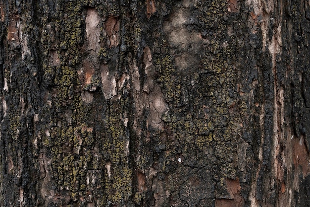 Textura de madera vieja para el fondo