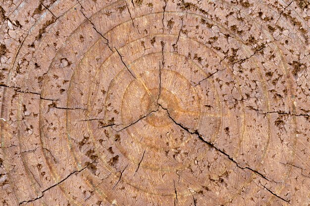 Textura de madera vieja del primer del tocón de árbol agrietado marrón. Fondo abstracto grunge