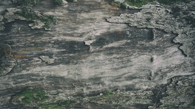 Foto textura de madera vieja