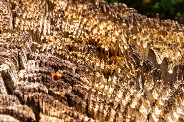 Textura de la madera