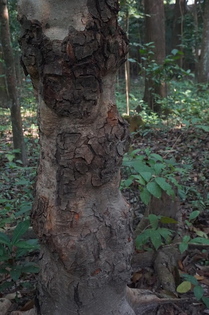 textura de madera