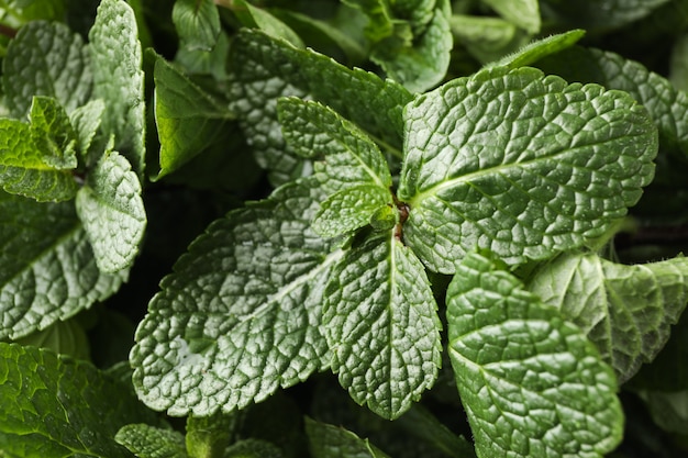 Textura de menta verde fresca, de cerca