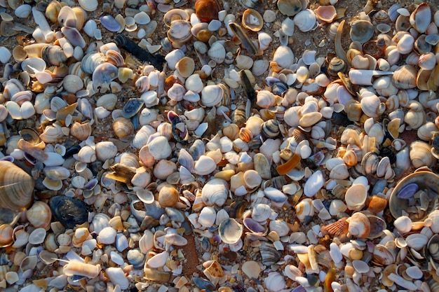 Textura de miles de conchas preciosas en la costa