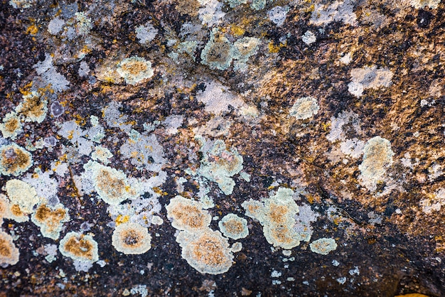 Textura de moho multicolor en las piedras