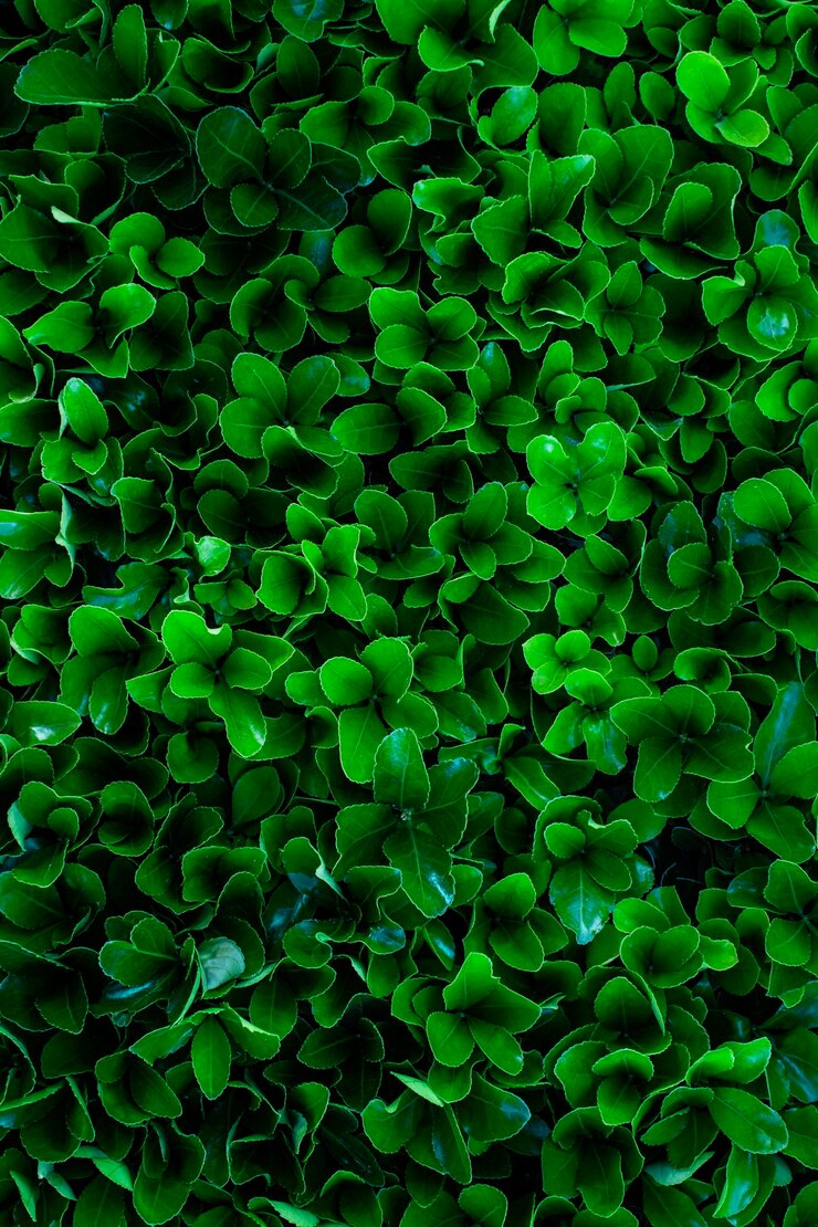 Foto textura de muchas hermosas hojas frescas de planta verde. fondo natural. orientación vertical.