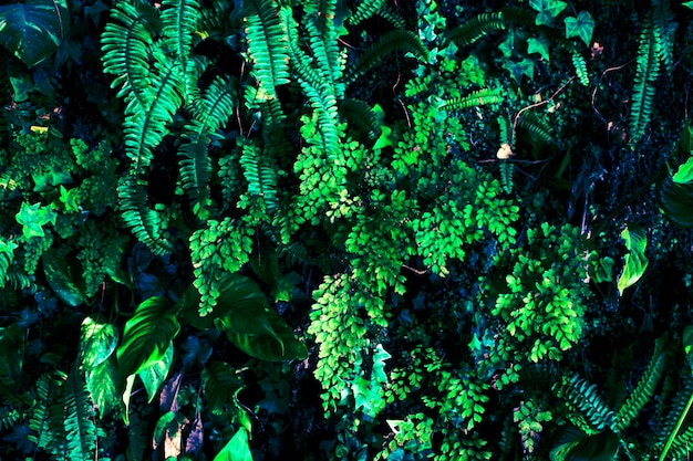 Textura de muchas hojas frescas de una planta verde tropical Fondo tropical natural
