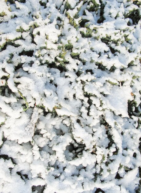 La textura de muchas ramas cubiertas de nieve del árbol de coníferas verde a la luz del día