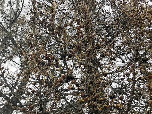 Textura de muchas ramas de pino de abeto únicas con piñas y agujas contra