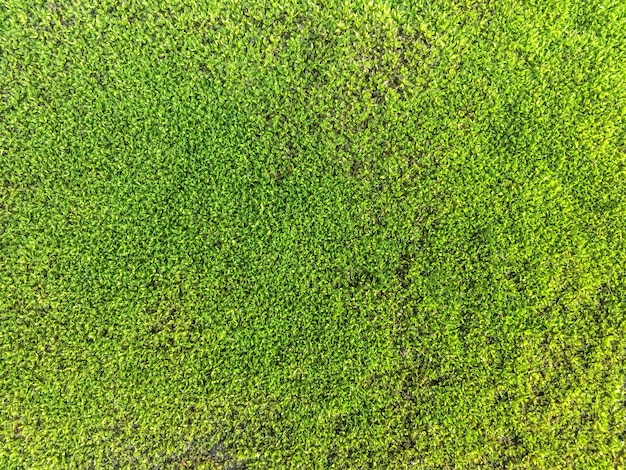 Textura de musgo cerca de fondo verde