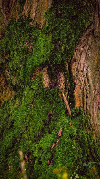 textura de musgo verde en el árbol