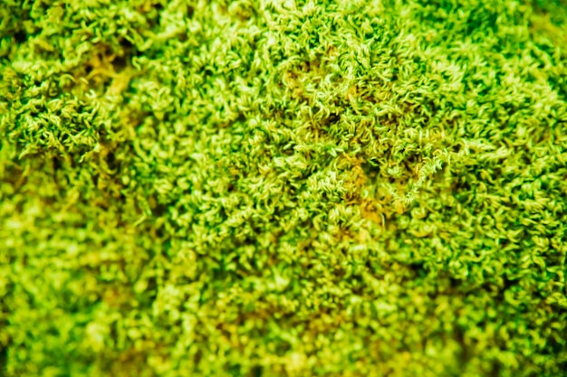 La textura del musgo verde Fondo de musgo El musgo verde crece en una piedra o corteza de árbol