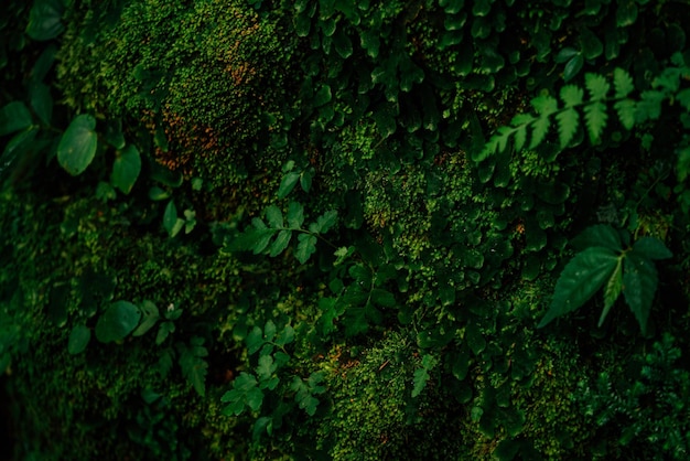 Textura de musgo verde y hojas sobre fondo de pared de piedra