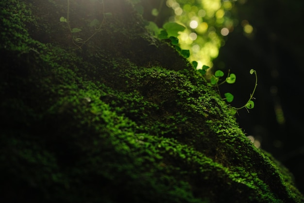 Textura de musgo verde y hojas sobre fondo de piedra