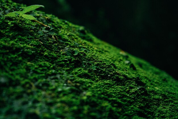 Textura de musgo verde y hojas sobre fondo de piedra