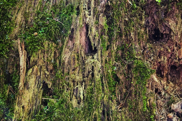 Textura de musgo verde El musgo crece en la corteza de los árboles en el parque natural El árbol está cubierto de musgo debido a la alta humedad del clima Fondo natural texturizado Concepto de naturaleza oscura plana vista superior