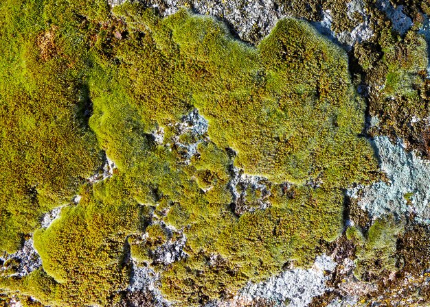 textura de musgo verde en la pared de piedra en la naturaleza del bosque hermosa