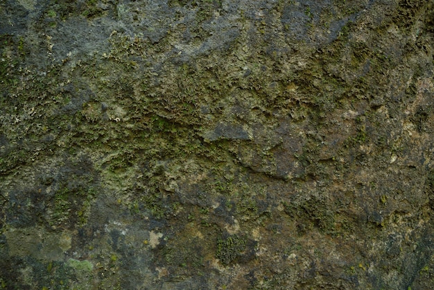 Textura de musgo verde