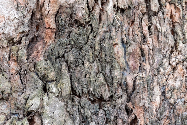 Textura muy áspera de la corteza de un árbol