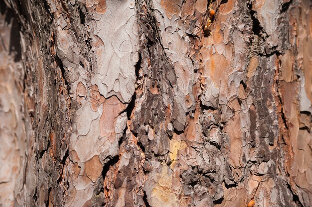 Textura natural de corteza de pino. Fondo natural de la corteza de un primer plano de árbol de Navidad.