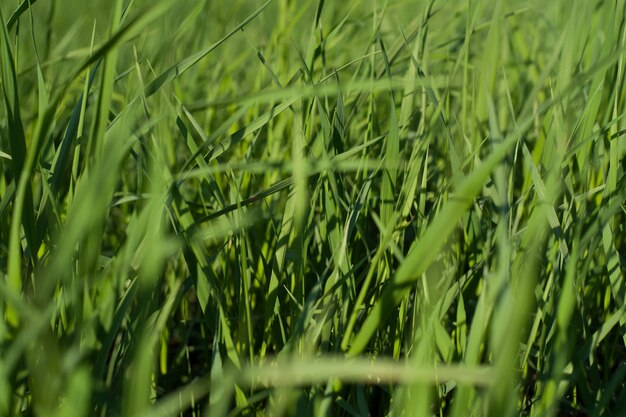 Textura natural de grama verde