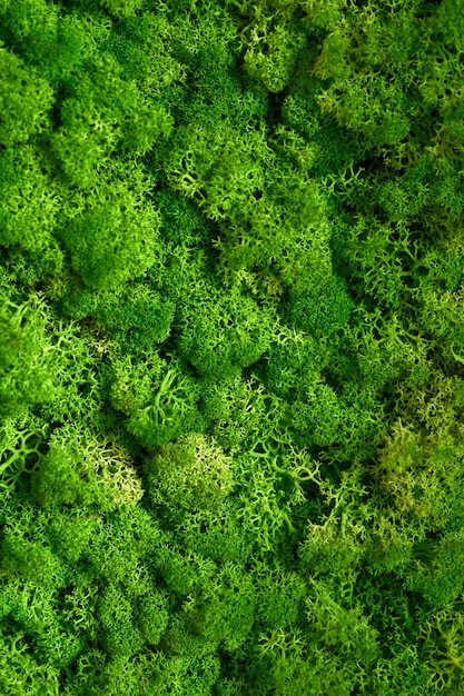 Textura natural de musgo de rena. Fundo com espaço de cópia. Imagem de material orgânico. Estilo de escritório, elementos de design de interiores.