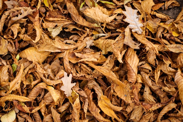 Textura natural de las hojas de otoño caidas de la castaña.