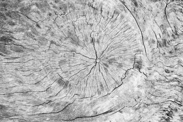 Textura natural de la madera macro primer plano