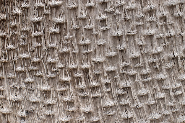 Textura natural de tronco de árbol seco