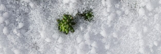 Textura de nieve fresca y plantas verdes en crecimiento fondo de primavera natural