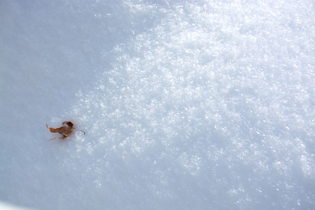 Textura de nieve con una vista superior de la vida de otoño de la textura de nieve para el diseño