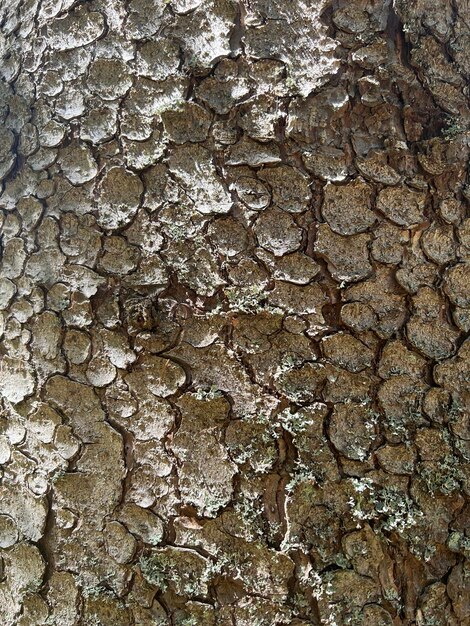 La textura o fondo de la corteza del árbol. Pino seco en el bosque. de cerca