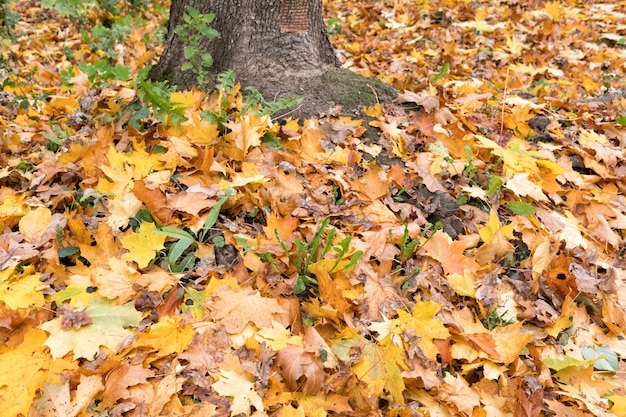 textura de otoño de hojas amarillas