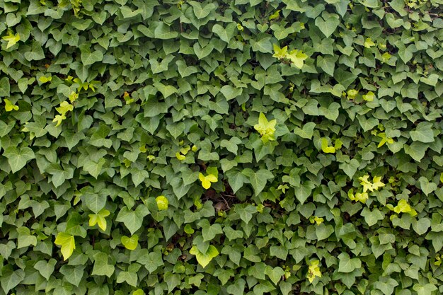 Foto textura ou fundo de folhas verdes