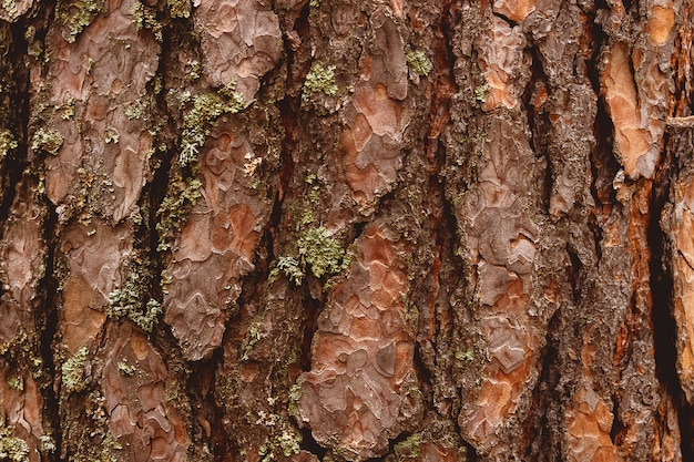 Textura ou fundo de madeira velho da casca. Pinheiro vermelho