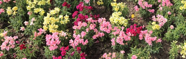 Textura para paisajistas Panorama Rosa Flores amarillas Hermosa vista Jardín botánico