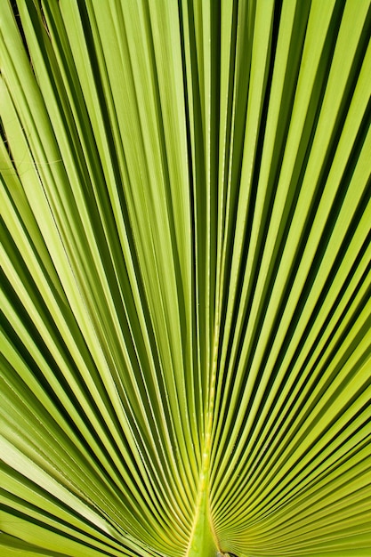 Textura de palma de hoja verde de fondo. Vista superior