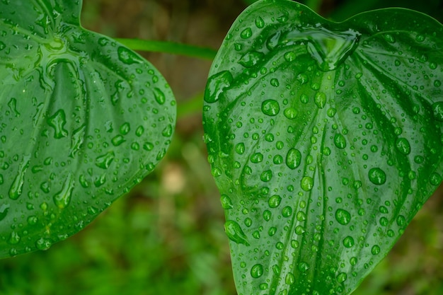 Textura de papel tapiz de fondo natural de hojas verdes de hojas de hojas con espacio para texto