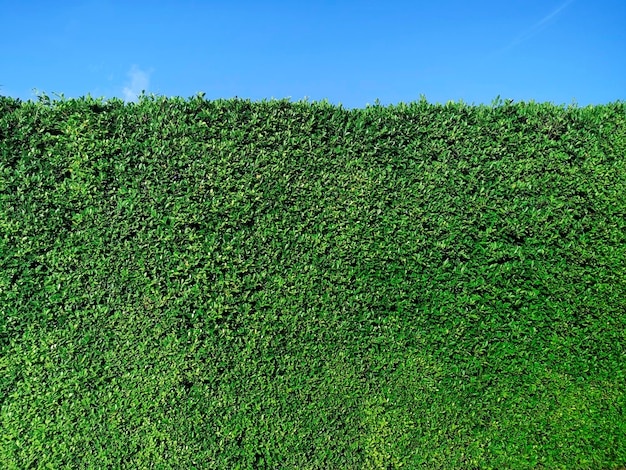 Foto textura de pared de hierba verde y cielo azul brillante