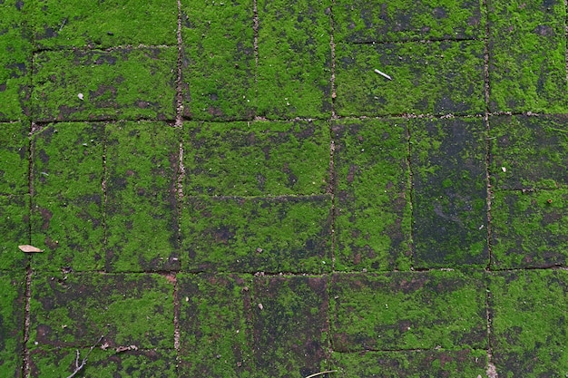 Textura de la pared de ladrillo