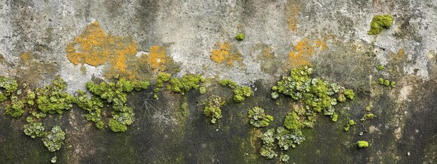 Textura de la pared de moho hongos musgo mancha de hormigón vieja suciedad pared textura de moho verde moho musgo moho de fondo moho grunge descomposición del agua micelio moho hongo piedra microscopio hongo macro suelo red