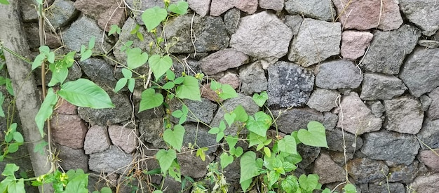 La textura de la pared de piedra natural el fondo de la muralla de piedra natural tomada de cerca